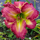 Heavenly Sweet Surrender Daylily